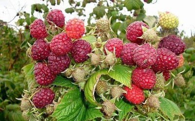 челябинская крупноплодная
